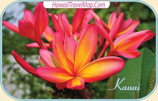 Flowers on Kauai