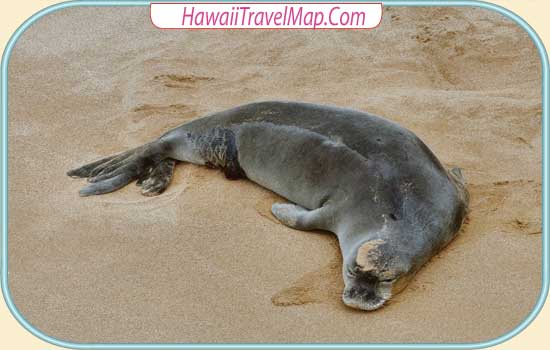 Hawaii Monk Seal