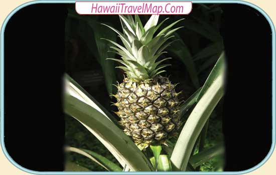 Pineapple Plant on Hawaii