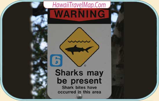 Hawaii Shark Sign