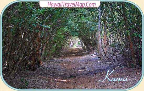 Tunnel of Trees Kauai